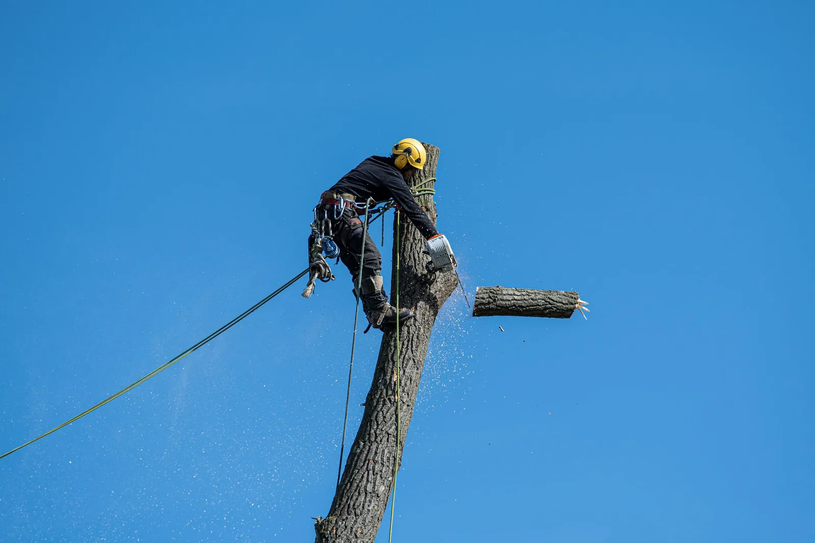 Arborist cutting a tree with a chainsaw