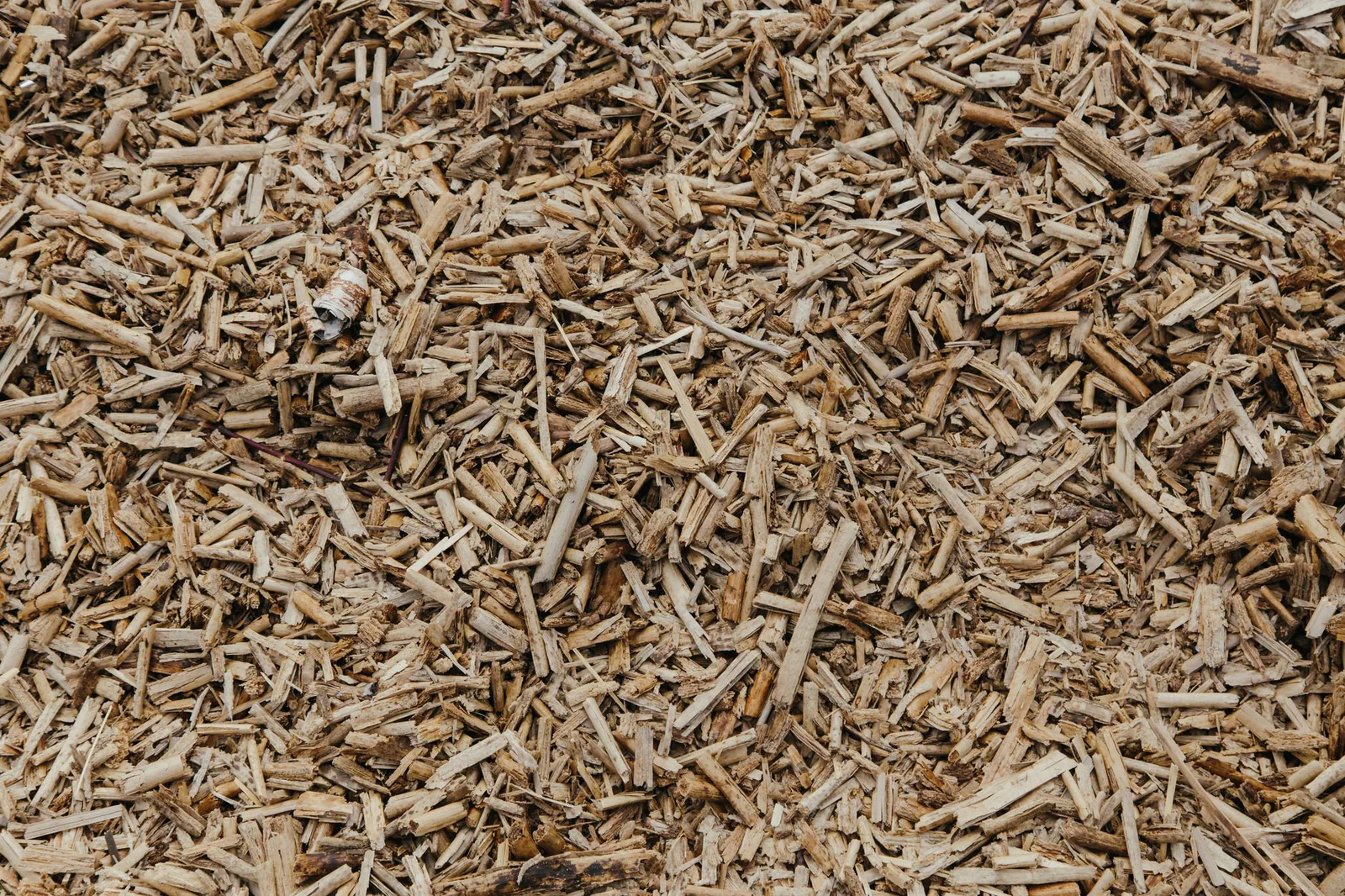 Fresh wood chips processed at the Columbia Pulp mill